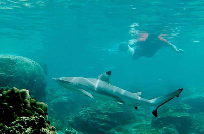 Koh Tao: Premium Snorkel Tour to Koh Nangyuan Bays by Oxygen - Aow Leuk, Mango Bay, and Hin Wong Bay