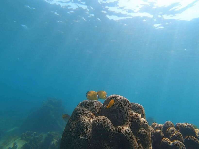 Koh Tao: Premium Snorkel Tour to Koh Nangyuan Bays by Oxygen - Starting at Mae Haad Pier
