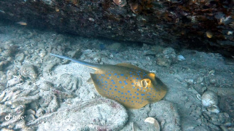 Koh Tao: Snorkeling and Sunset Tour - Key points at a glance