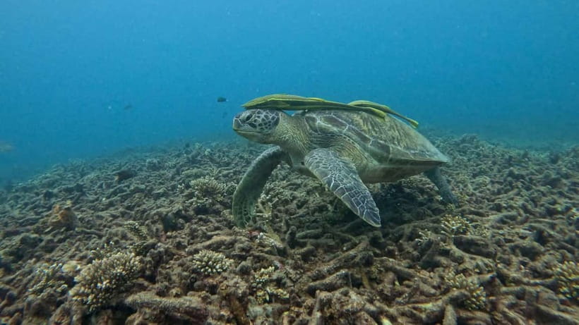 Koh Tao: Snorkeling and Sunset Tour - Two snorkeling spots, not one rushed stop