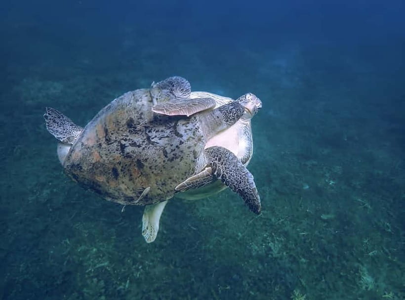 Koh Tao: Snorkeling Trip to Nang Yuan Island & Hidden Bays - Who will get the most from this tour