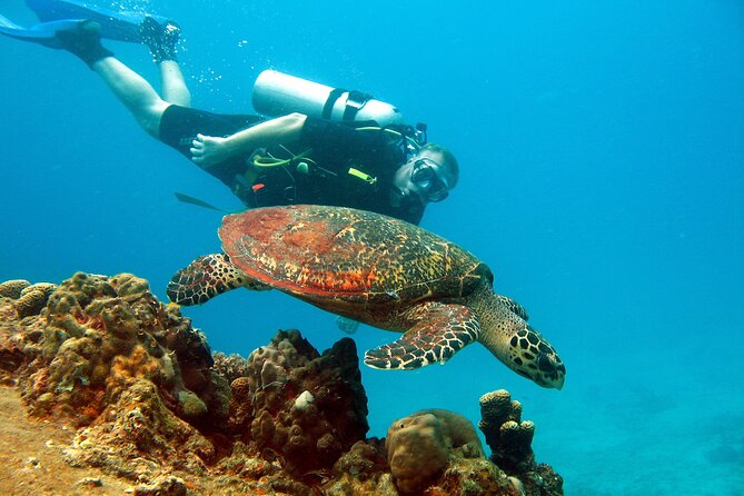 Koh Tao VIP Snorkelling Tour - Is the $193.95 price good value?