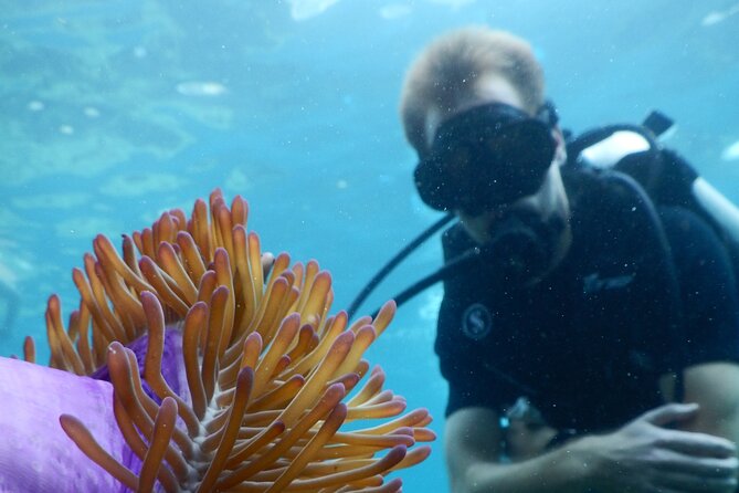 Koh Tao VIP Snorkelling Tour - Starting at 100 Degrees East in Bangrak