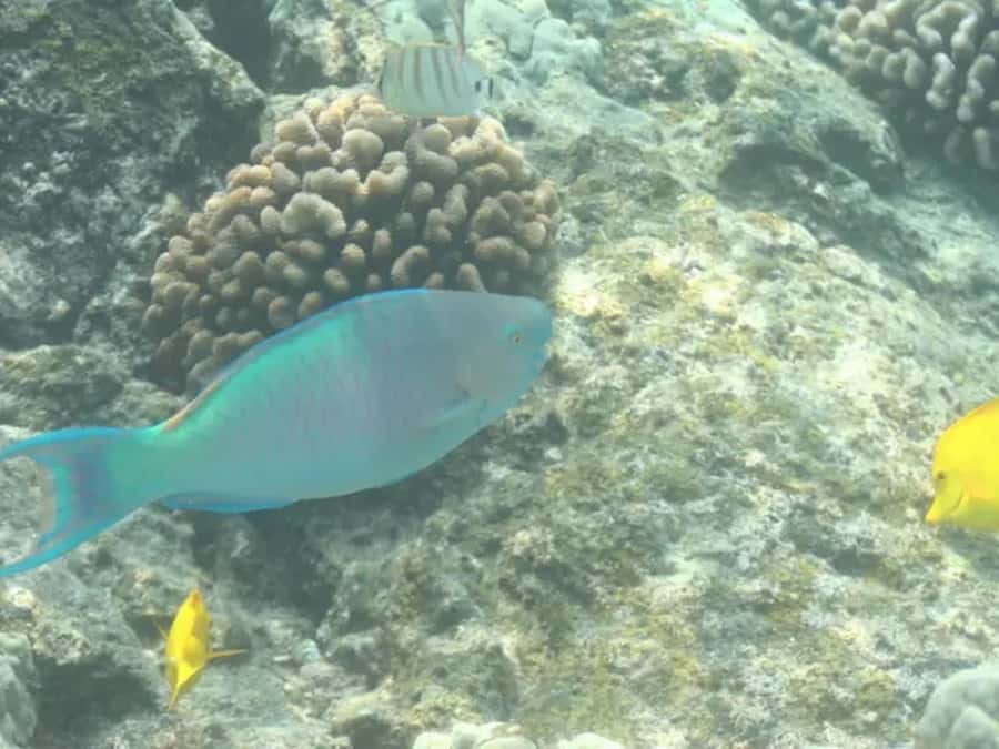 Kona: Captain Cook Snorkel Tour - Key points to know before you book