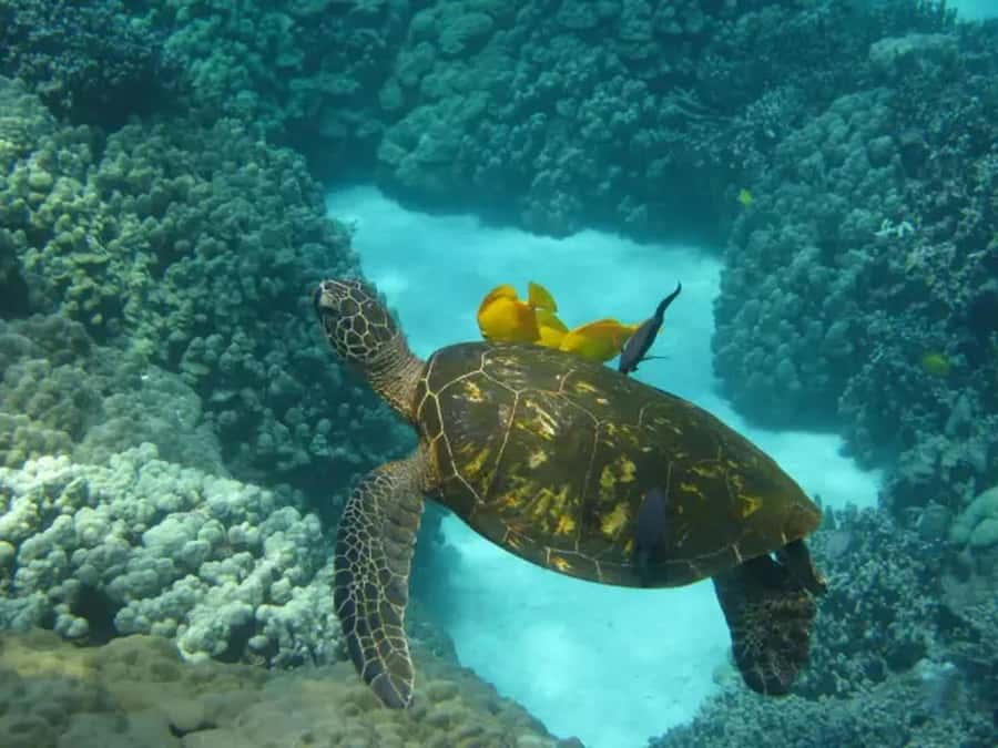 Kona: Captain Cook Snorkel Tour - Why Kealakekua Bay makes this tour worthwhile