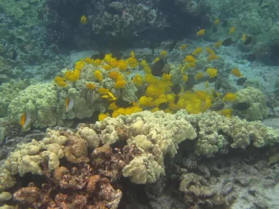 Kona: Captain Cook Snorkel Tour - Final verdict: a strong choice with strict logistics