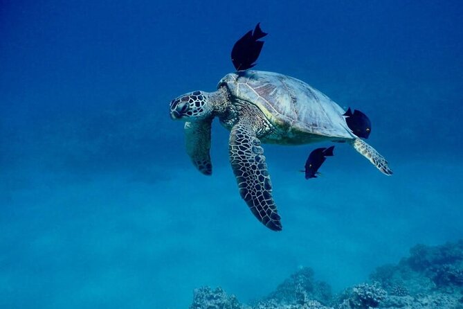 Kona Catamaran Snorkel Sail with Lunch - FAQ