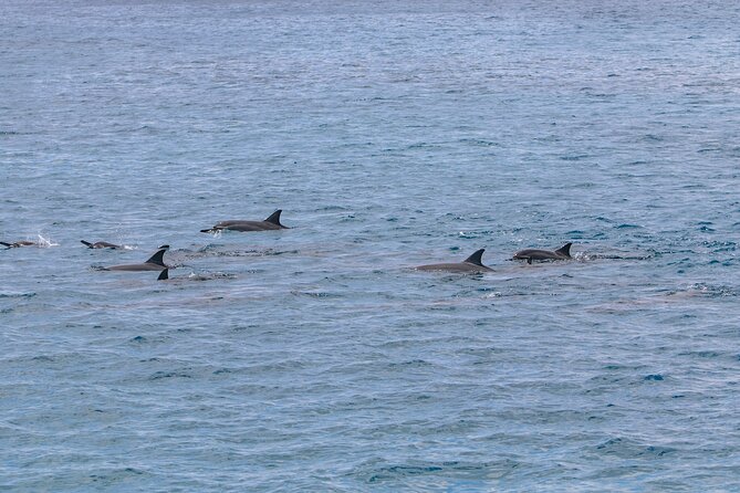 Kona Luxury Catamaran Yacht Snorkel & Sail - Wildlife watching along the Kona Coast