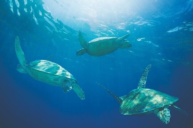 Kona Luxury Catamaran Yacht Snorkel & Sail - The crew is a major part of the value
