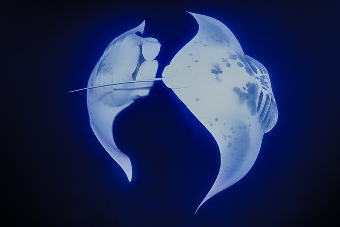 Kona Manta Night Snorkel: Swim with Mantas, Small Group (6 max) - Watching manta rays feed in the dark
