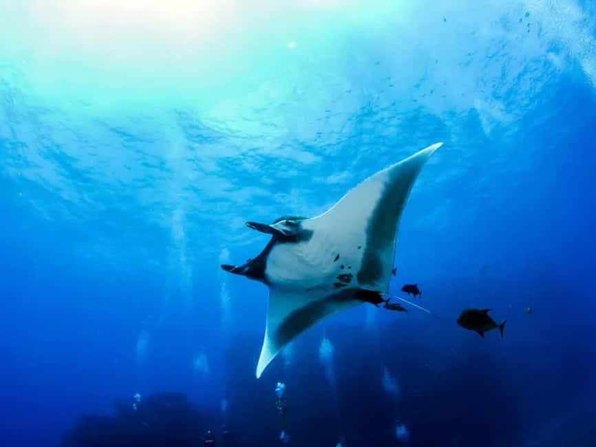 Kona: Manta Ray Night Snorkel Adventure - Five things to know before booking