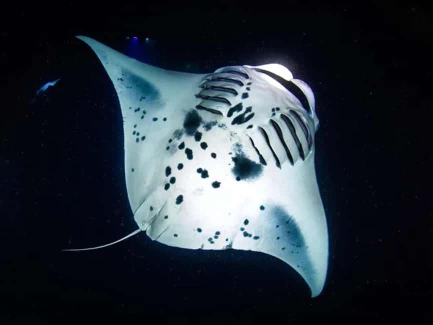 Kona: Manta Ray Night Snorkel Adventure - Watching manta rays under Kona’s night sky