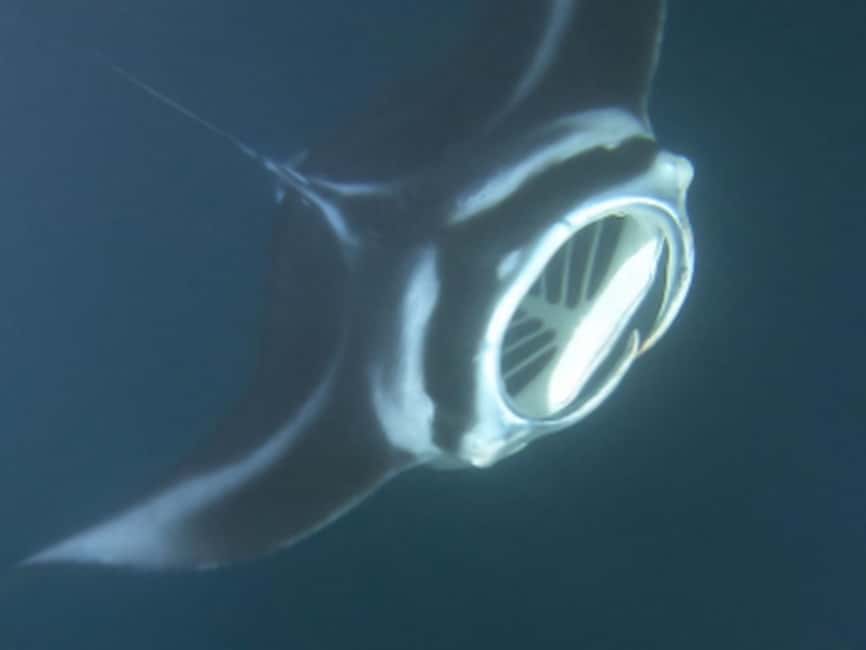 Kona: Manta Ray Night Snorkel Adventure - The practical demands of night snorkeling
