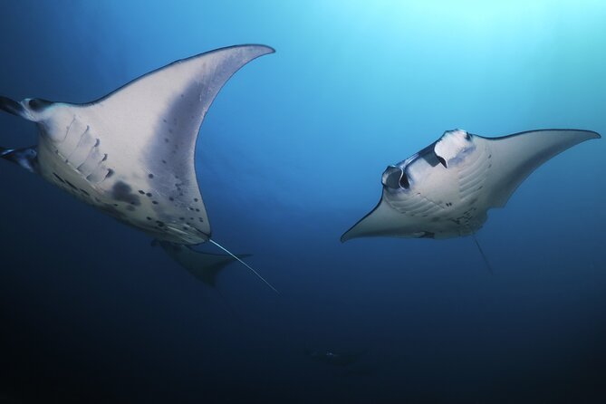Kona Manta Ray Night Snorkel Adventure! Small Group - Timing, Cancellations, and Practical Planning