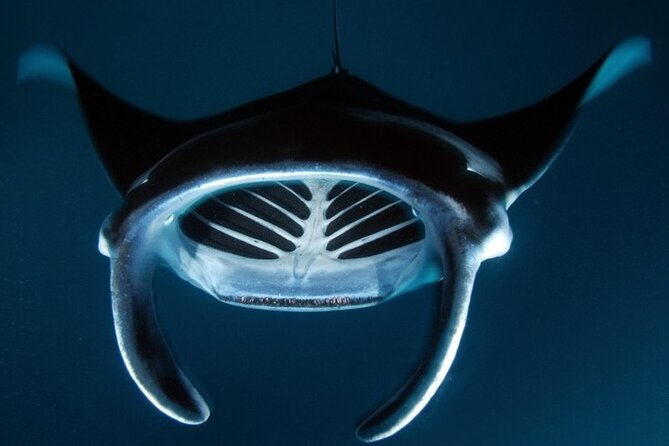 Kona Manta Ray Night Snorkel Adventure! Small Group - Who Will Enjoy This Most