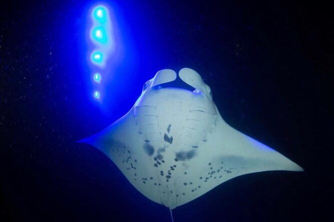KONA Manta Ray Night Snorkel - FREE re-ride if no Sightings - Why Kona’s night manta snorkel is so memorable