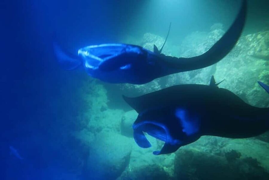 Kona: Manta Ray Snorkel Tour, Guaranteed or Come Again Free - Key points to know before booking