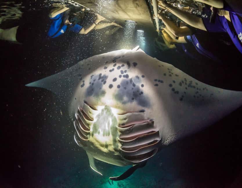 Kona: Manta Ray Snorkel Tour, Guaranteed or Come Again Free - A short ride from the Kona shore