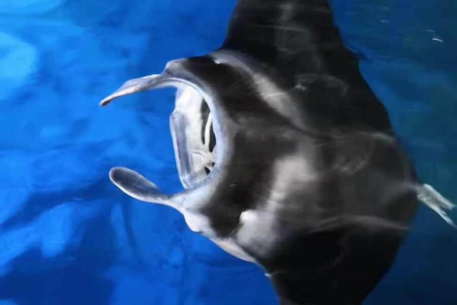 Kona: Manta Ray Snorkel Tour, Guaranteed or Come Again Free - Staying warm in Kona’s night water