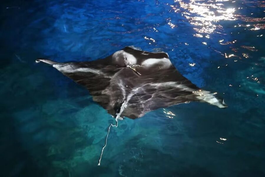 Kona: Manta Ray Snorkel Tour, Guaranteed or Come Again Free - Who should choose this snorkel