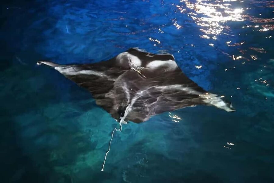 Kona: Manta Ray Snorkel Tour, Guaranteed or Come Again Free - Practical details that can make the evening easier