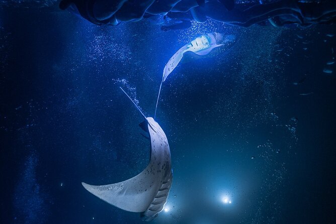 Kona Night Manta Snorkel Tour - A small-group format with useful support
