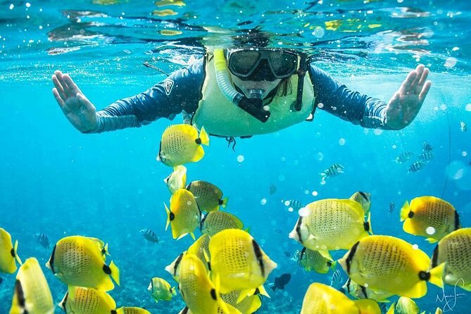 Kona Shore Excursion: Wild Dolphin Reefs Snorkel and Sea Caves - A Kona boat trip with more than one reason to go