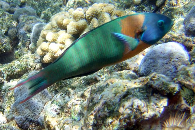 Kona Shore Excursion: Wild Dolphin Reefs Snorkel and Sea Caves - Sea caves, lava cliffs, and the Face of Pele