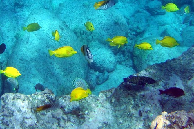 Kona Shore Excursion: Wild Dolphin Reefs Snorkel and Sea Caves - Snorkeling at the Captain Cook Monument