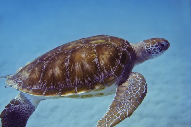 Kona Shore Excursion: Wild Dolphin Reefs Snorkel and Sea Caves - Who will get the most from this excursion