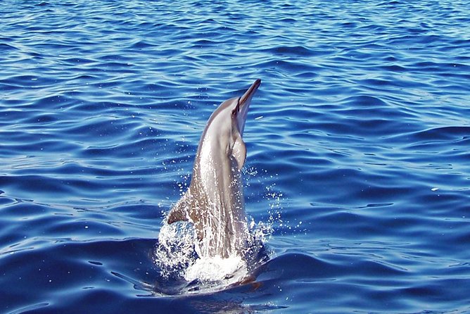 Kona Shore Excursion: Wild Dolphin Reefs Snorkel and Sea Caves - Watching dolphins without chasing them