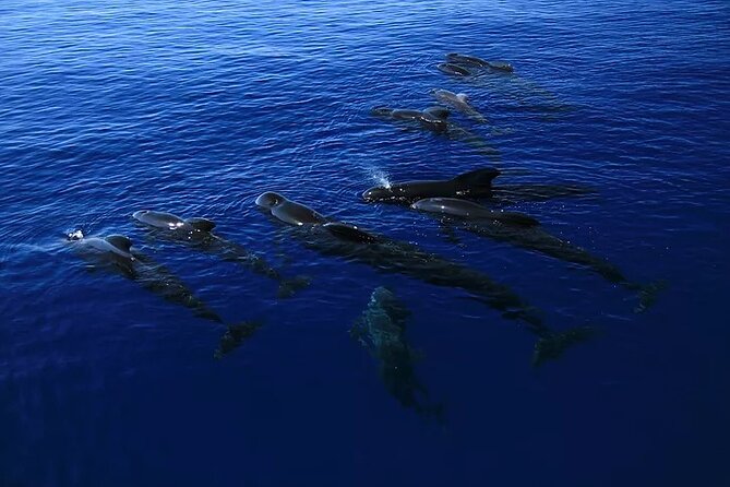 Kona Snorkel Tour: Captain Cook Reef Snorkel, Dolphin & Sea Caves - A fast start from Kailua-Kona
