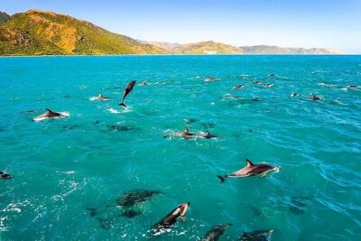 Kona Snorkel Tour: Captain Cook Reef Snorkel, Dolphin & Sea Caves