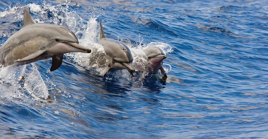 Kona Turtle Snorkel Sail with Lunch and Drinks - Sea turtles, fish, and the limits of wildlife viewing