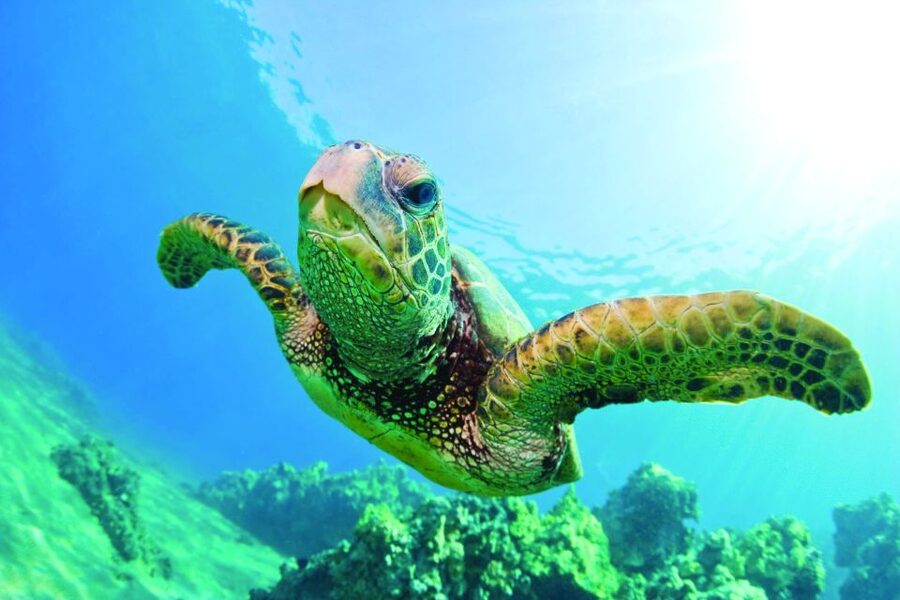 Kona Turtle Snorkel Sail with Lunch and Drinks - Who may want a different Kona activity