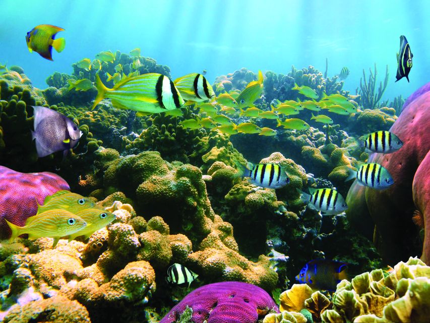 Kona Turtle Snorkel Sail with Lunch and Drinks - What the snorkel stop offers