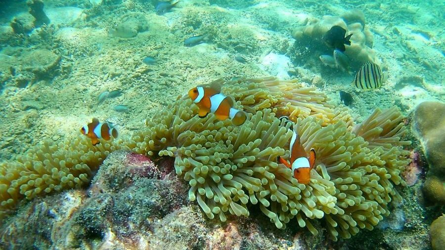 Krabi: Freediving and Snorkeling at Yawasam and Talu Island - Talu Island, cave rock, and the Mae Urai stop