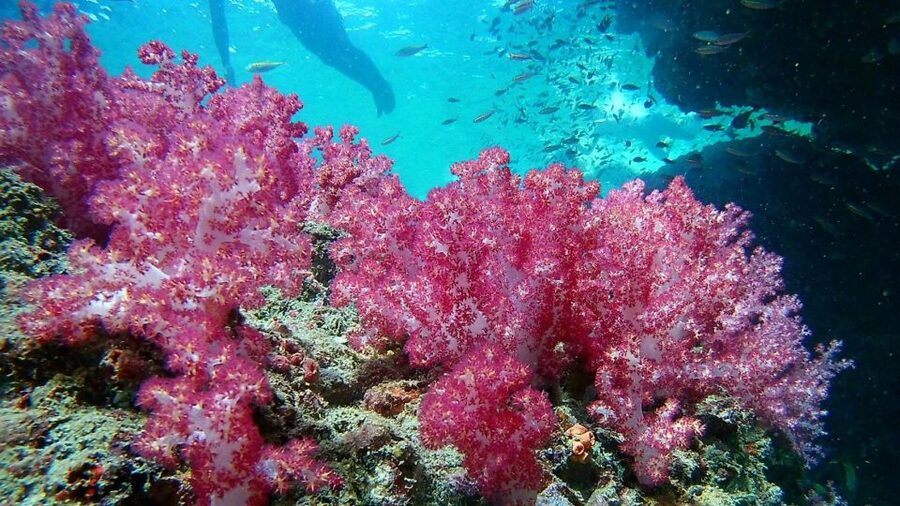 Krabi: Freediving and Snorkeling at Yawasam and Talu Island - Buya Beach on Koh Poda