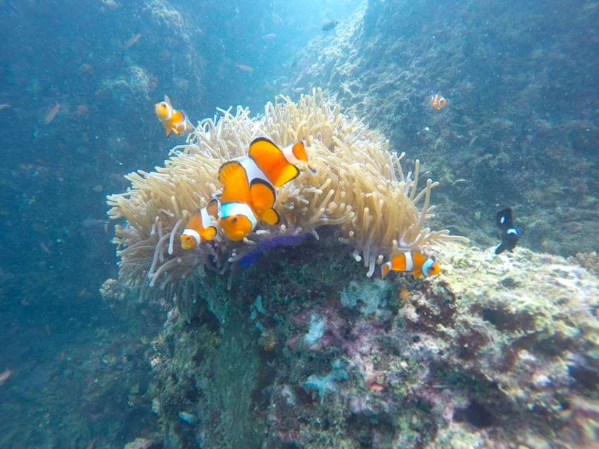 Krabi: Freediving and Snorkeling at Yawasam and Talu Island - Who will enjoy this trip most