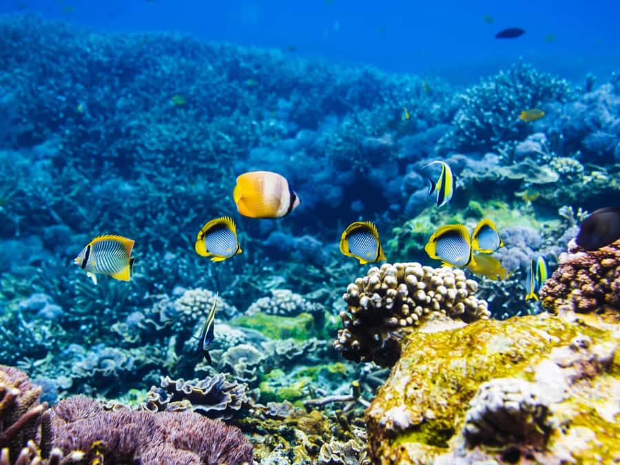 Krabi: Private 4 Islands Snorkeling Tour with Long-Tail Boat - A seven-hour island day from Ao Nang