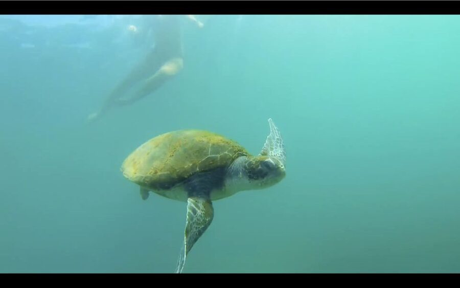 La Jolla: 2.5-Hour Kayak and Snorkel Tour - Snorkeling around the rocky reef