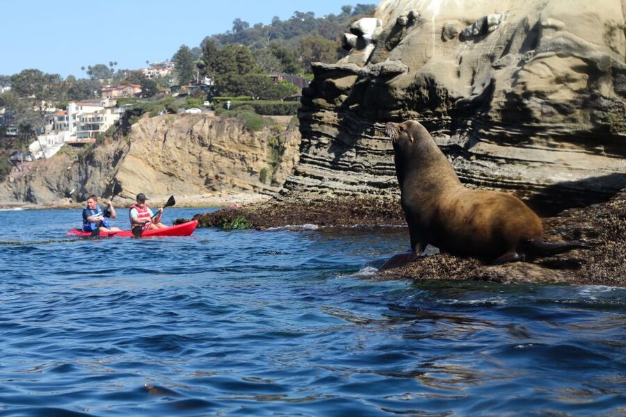 La Jolla: 2.5-Hour Kayak and Snorkel Tour - Searching the sandy flats for sharks and rays
