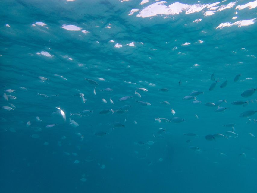 La Maddalena: afternoon snorkeling tour from Porto Pollo - The real value at $106 per person