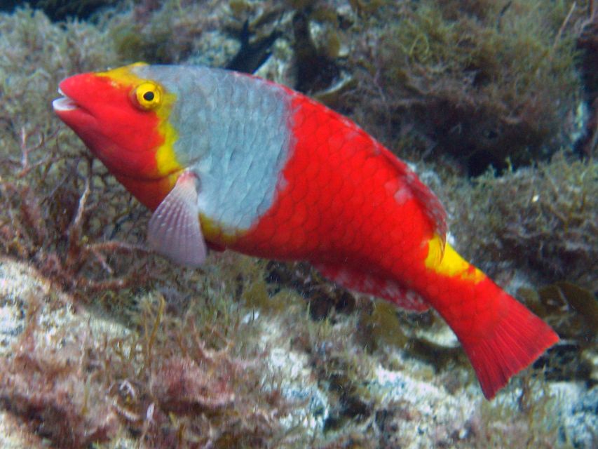 La Palma: Atlantic Snorkeling Tour with Full Gear Rental - Key Points at a Glance