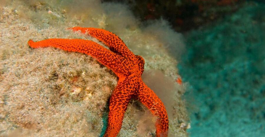 La Palma: Atlantic Snorkeling Tour with Full Gear Rental - Meeting the Atlantic at Fuencaliente