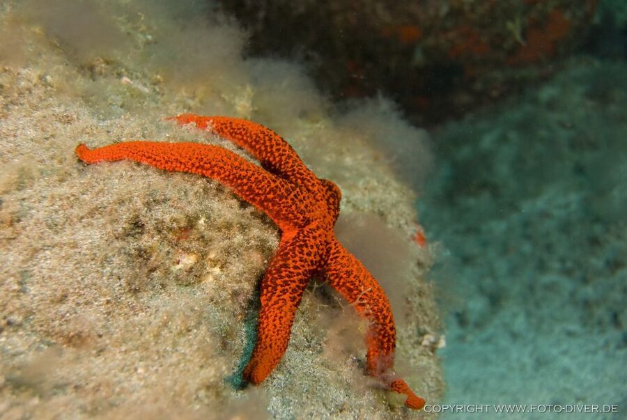 La Palma: Atlantic Snorkeling Tour with Full Gear Rental - What You See Beneath the Surface