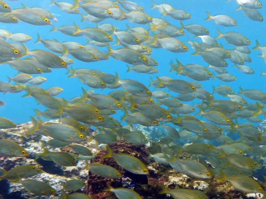 La Palma: Atlantic Snorkeling Tour with Full Gear Rental - One Hour in the Water, Then Time to Roam