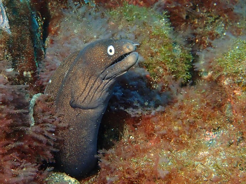 La Palma : Snorkeling Tour in Los Cancajos - What You See in About 45 Minutes