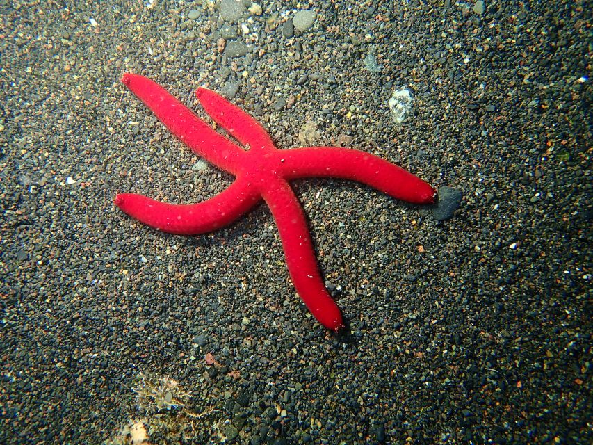 La Palma : Snorkeling Tour in Los Cancajos - Who Should Book This Los Cancajos Session?