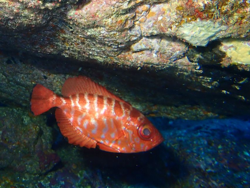 La Palma : Snorkeling Tour in Los Cancajos - Practical Details Before You Go